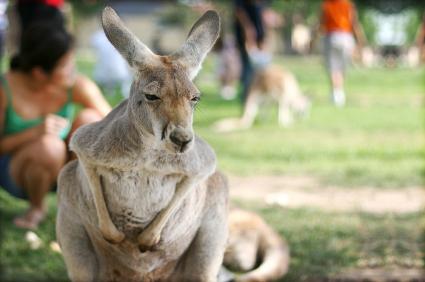 Kangaroo at Melbourne Zoo